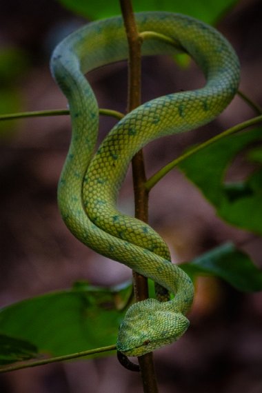 078 Kuching, Bako NP.jpg